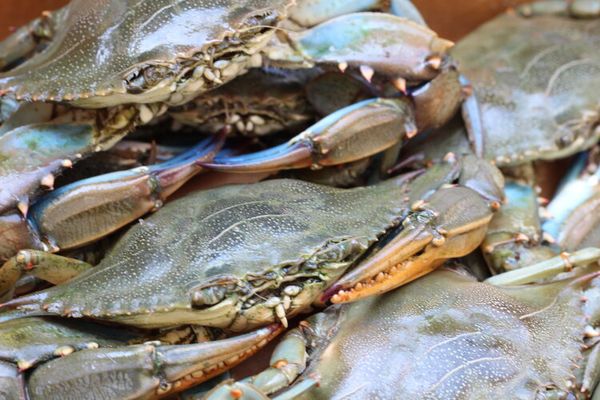 Atlantic Blue Crab from 미국 supplied by Mattamuskeet Seafood Inc - 블루 크랩 냉동 게