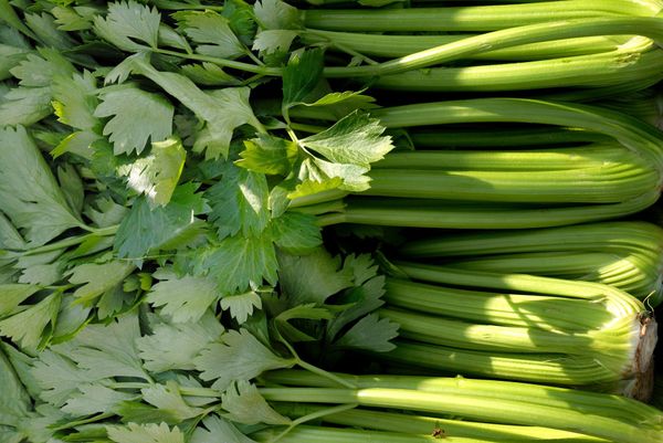 Fresh Whole Celery from Greece supplied by MENORKA SOLE SHAREHOLDER CO., LTD. - Green Fresh Celery
