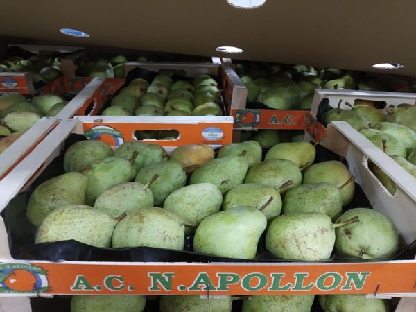 Pears from Greece supplied by Komex S.A. - Whole Fresh Pear