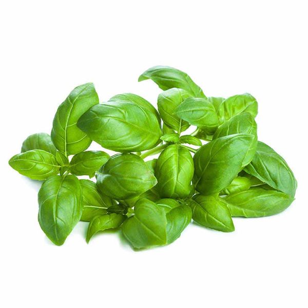 Fresh Basil from 이스라엘 supplied by STM Agricultural Export Ltd - Whole 바질