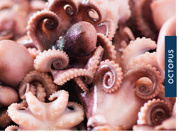 Octopus from 미국 supplied by Arkshell Corporation - Fresh (=Chilled=Raw) 냉동 문어