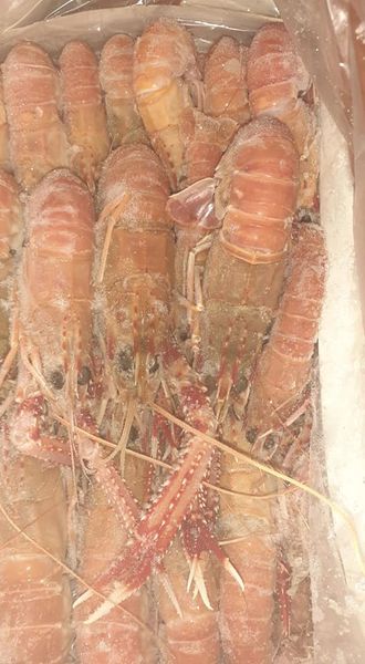 Lobster from Brazil supplied by Marítimos Pescados - Whole Frozen Common Lobster
