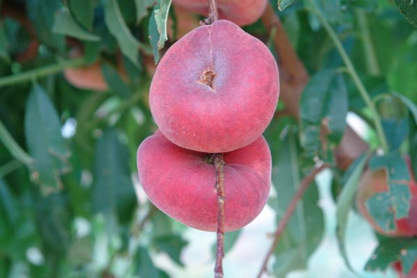 Paraguayan Nectarine from 스페인 supplied by Hermanos Miguel Garcia SL - 플랫 품종(=Donut=Saucer) 신선 천도복숭아