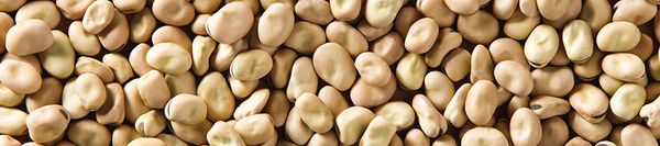 Malik Faba Bean from 인도 supplied by AGT Foods - IN - Faba 말린 일반 콩