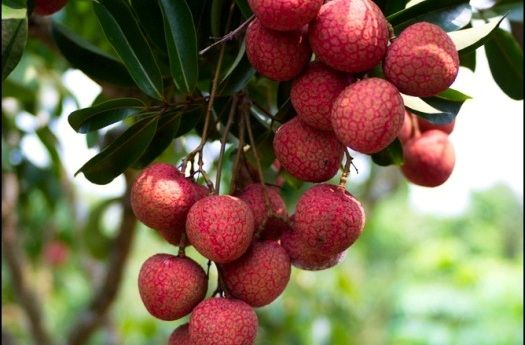 Lychee from Vietnam supplied by Anh Duong Sao Co., Ltd. - Fresh (=Chilled) Fresh Lychee