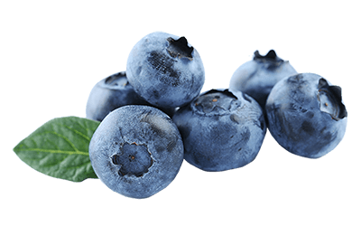 Blueberry from 세르비아 supplied by Menex - Bog Bilberry (=Vaccinium uliginosum) 신선 블루베리