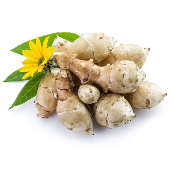 Jerusalem Artichoke Tubers from Russia supplied by Vedanta Imperial Trading - Tuber Jerusalem Artichoke