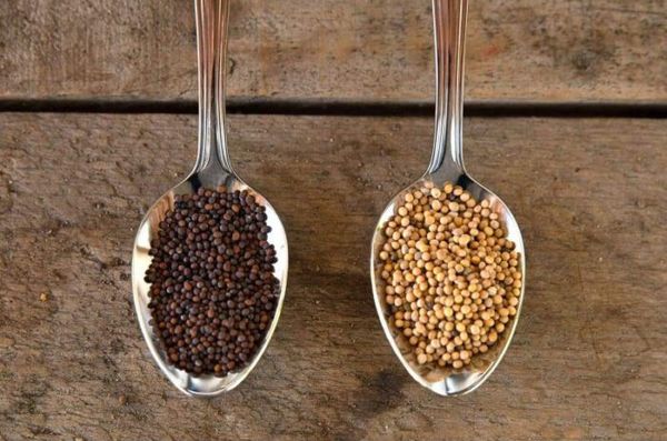 Black Mustard Seed from 튀르키예 supplied by Kadioglu Spice Food Agricultural Co Inc. - Seed 겨자씨