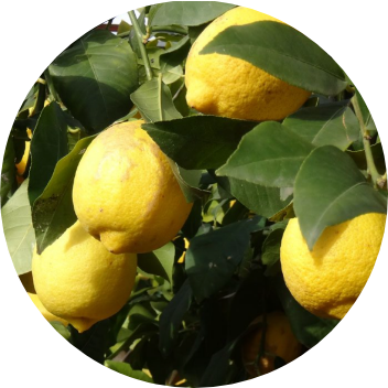 Lemon from 스페인 supplied by BIOSENSES ORGANIC CITRUS, RIOTINTO FRUIT COMPANY - Yellow 신선 레몬