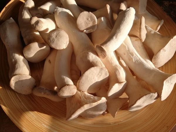 King oyster mushroom from 리투아니아 supplied by Tomo Senkaus gurmaniški grybai - 200 g 신선 새송이버섯
