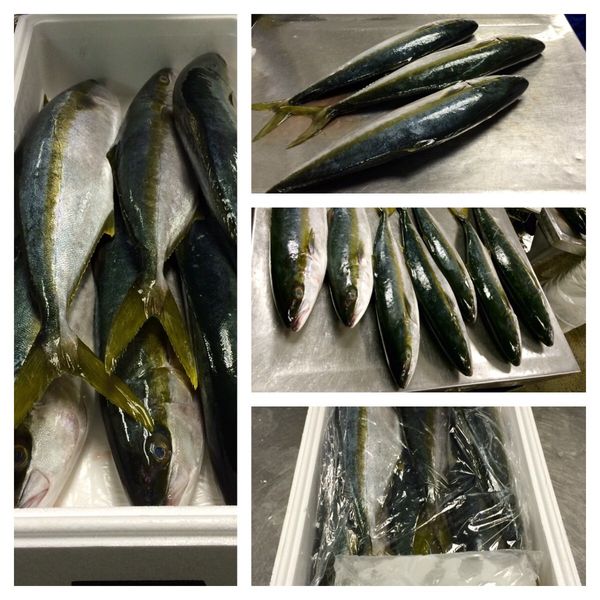 Yellowfin Tuna from South Africa supplied by Wild Caught Products - ≥8 kg Frozen Yellowfin Tuna