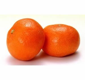 Fresh Mandarins from 튀르키예 supplied by Yucesoy Tarim - Satsuma - Miho Wase (=Mihowase=Citrus unshiu Marcovitch) 신선 만다린