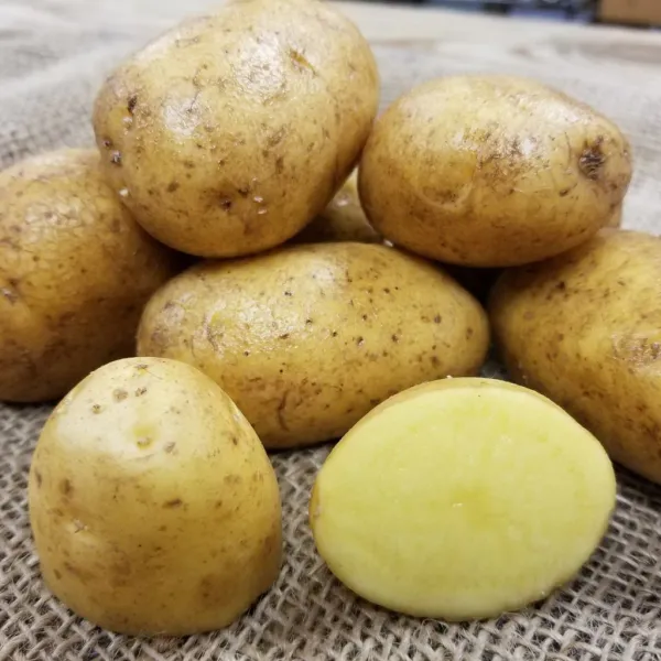 Fresh Potato from 벨기에 supplied by Bart's Potato Company - 갈색 신선 일반 감자