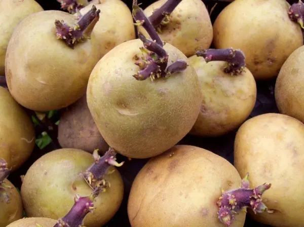 Fresh Whole Seed Potato from 그리스 supplied by UNION OF AGRIC. COOP. OF NAXOS LLC - Fresh (=Chilled) 씨감자