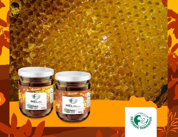 Honey from 브라질 supplied by Mocó Agropecuária Ltda - Liquid 꿀