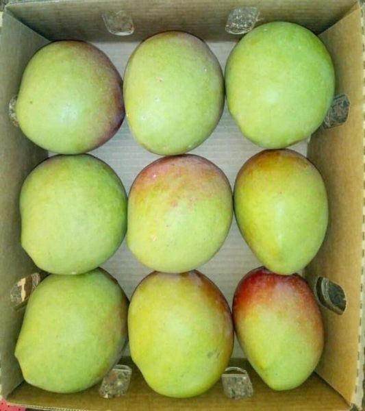 Apple Mango from 케냐 supplied by MILLSWOOD - Package (4 kg) 신선 망고