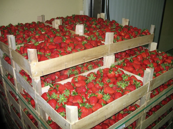 Fresh and Frozen Strawberries from 세르비아 supplied by Lipkom d.o.o. - Fresh (=Chilled) 신선 딸기