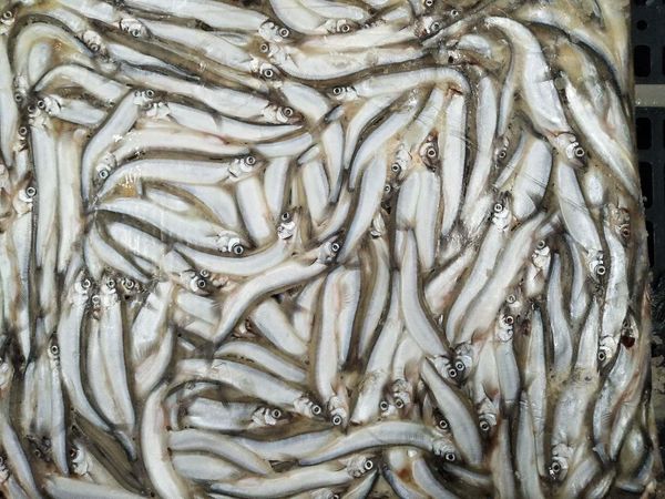 Frozen Capelin from Norway supplied by JØRGEN HEGGEN AS - Frozen Frozen Capelin