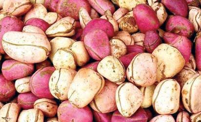 Kolanuts from 나이지리아 supplied by Trinity Agricultural Company - Shelled (=Kernel) 콜라너트