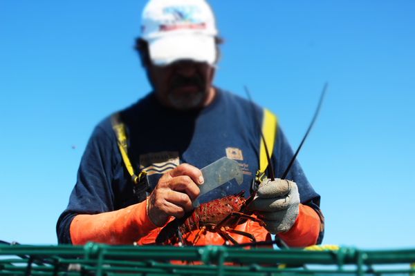 Red Lobster from 멕시코 supplied by Fedecoop (Federación Regional de Sociedades Cooperativas de la Industria Pesquera de Baja California) F.C. - American Lobster (=Homarus americanus=Atlantic Lobster=Maine Lobster=Northern Lobster=Canadian Lobster) 신선 랍스터