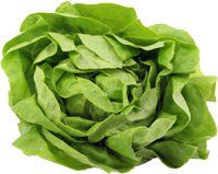 Lettuce from 이탈리아 supplied by Landkorb GmbH & Co. KG - Leaf 신선 상추