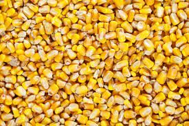 Corn from 체코 supplied by LIPONOVA - As per customer's request 옥수수
