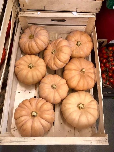 Pumpkin from Germany supplied by A + S Frucht GmbH & CO. KG - Orange Fresh Common Pumpkin