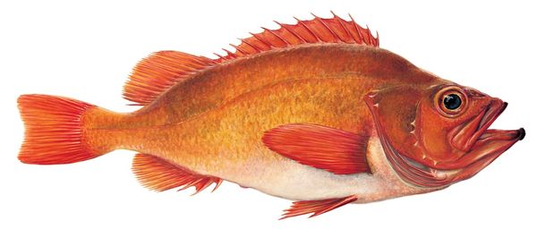 Ocean Perch from 아이슬란드 supplied by Erik The Red - Fresh (=Chilled=Raw) 냉동 퍼치