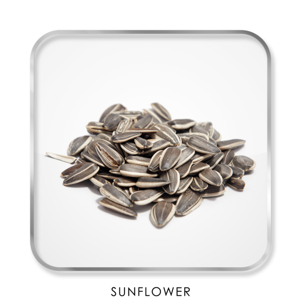 Sunflower Seeds from 영국 supplied by DERBY INGREDIENTS LIMITED - Raw (=Natural) 해바라기 씨