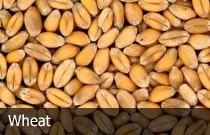 Wheat from 러시아 supplied by LLC Krasnodarzernoprodukt-Expo - Whole 소맥