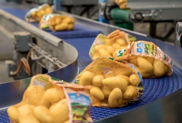 Potato from 독일 supplied by Kartoffellagerhaus Falkenhain GmbH & Co. KG - 갈색 신선 일반 감자