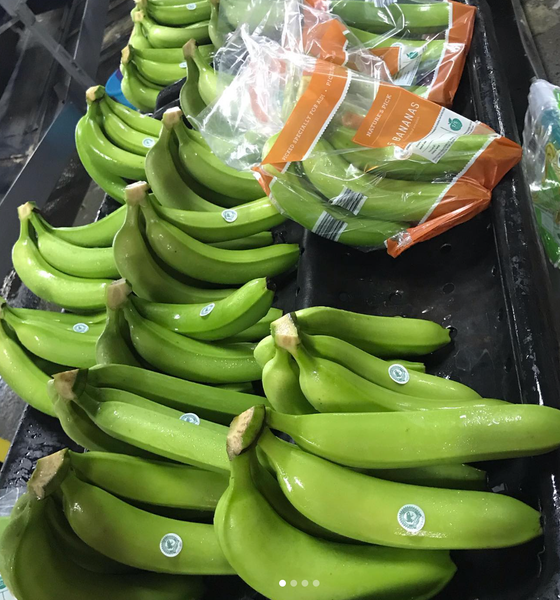 Fresh Banana from 코스타리카 supplied by Total Products - Fresh (=Chilled) 신선 바나나