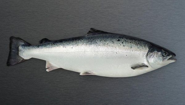 Fresh Trout from 노르웨이 supplied by INKA AS - Fillet 냉동 송어