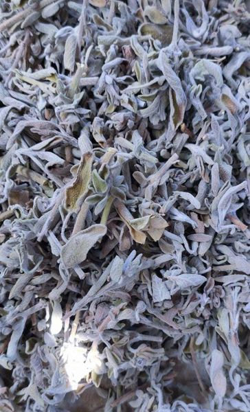 Sage from 이집트 supplied by Agricola international - For Culinary 세이지