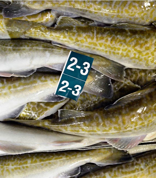 Fresh Cod from United States supplied by Bristol Wave - Whole (=In The Round) Fresh Cod