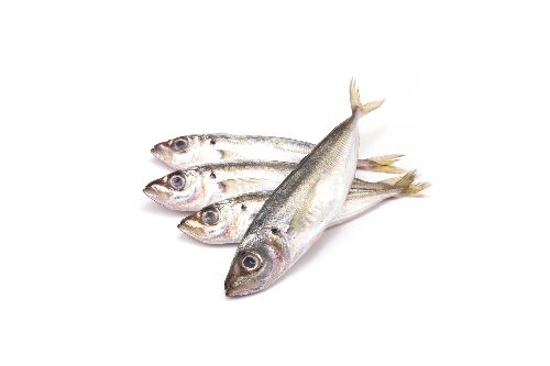 Horse Mackerel from Portugal supplied by Coelho e Dias, S.A. - Fresh (=Chilled=Raw) Frozen Jack & Horse Mackerel