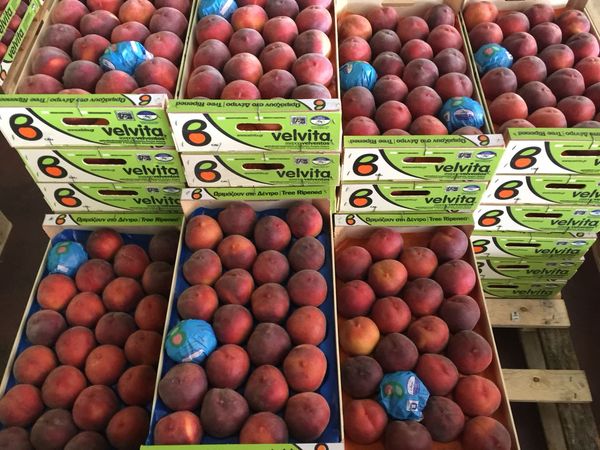 Fresh Nectarines from Greece supplied by Amaltheia Yada P.C. - Yellow Flesh Fresh Nectarine