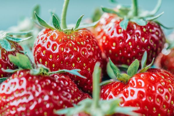 Fresh Strawberries from 뉴질랜드 supplied by Bostock New Zealand Ltd. - Whole 신선 딸기