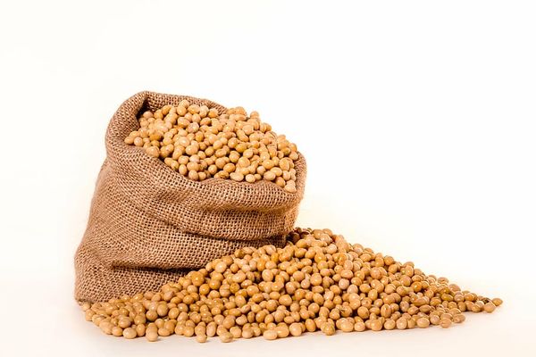 soybean from 러시아 supplied by AGROTERRA - 대두