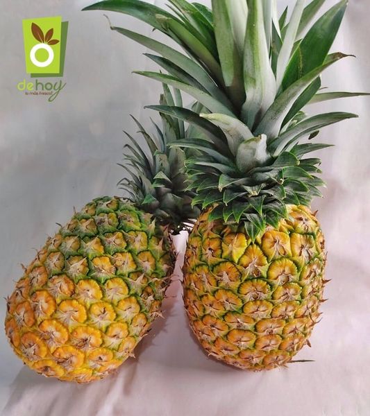 Pineapple from Colombia supplied by DEHOY SAS - Yellow flesh Fresh Pineapple