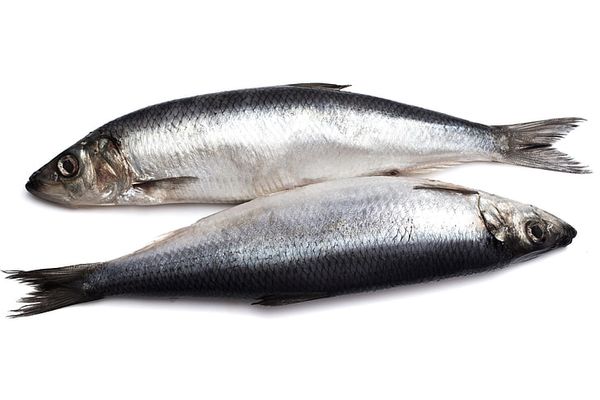 Herring from 에스토니아 supplied by Kihnu Fish - Atlantic Herring (=Clupea harengus =Sea Herring =Sild =Common Herring =North Sea Herring =Norwegian Spring Spawning herring) 청어