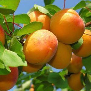 Fresh Apricot from 인도 supplied by Oorja Impex - Orange 신선 살구