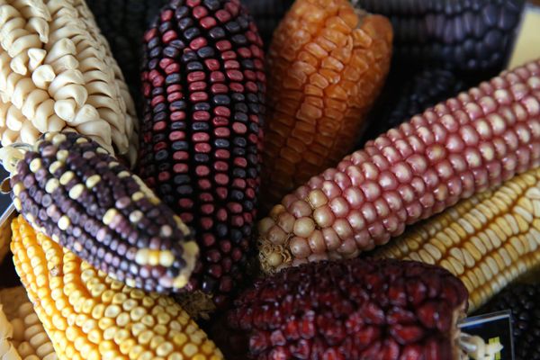 Maize from 우간다 supplied by Mega Holdings Ltd - Bi-color 옥수수