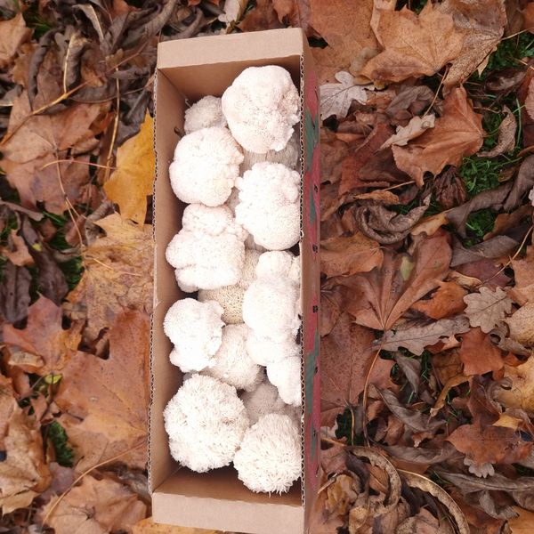 Lion's Mane Mushroom from 리투아니아 supplied by Tomo Senkaus gurmaniški grybai - Large 노루궁뎅이버섯