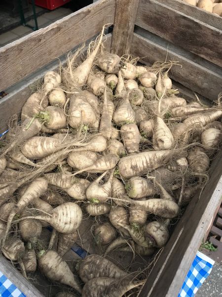 Turnip from 독일 supplied by Teltow Rübchen - White 순무