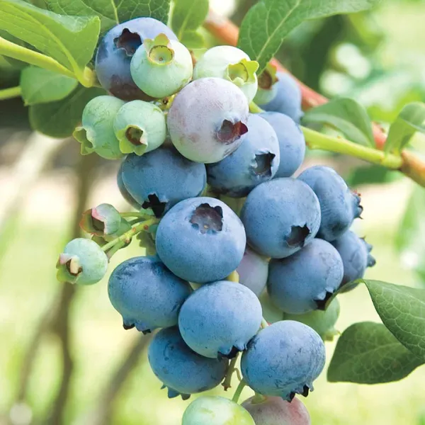 Bluecrop Blueberry from 칠레 supplied by Frutos La Aguada S.A. - Blue 신선 블루베리