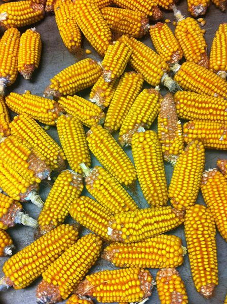 Maize (Corn) from 뉴질랜드 supplied by Seed Solutions Limited - Seed 옥수수