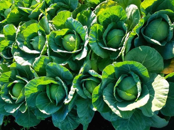 Cabbage from United States supplied by Hearty Fresh Inc - For Food Kale