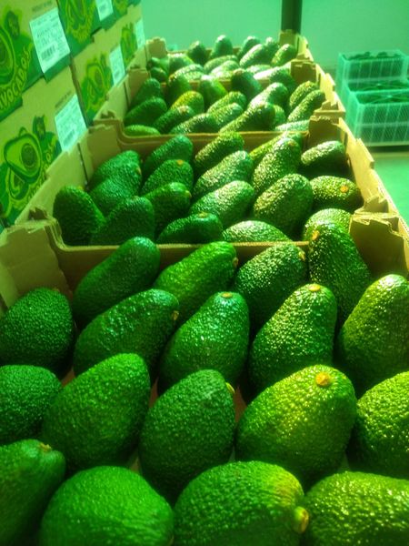 Hass Avocado from Peru supplied by Vison´s - Class 1 Export Fresh Avocado