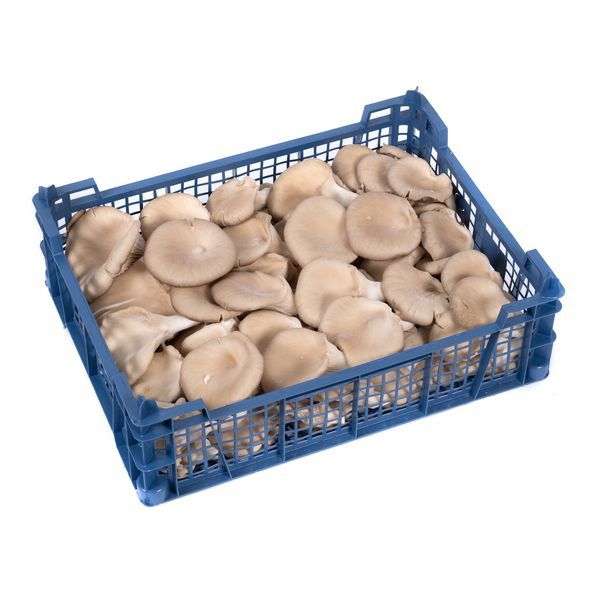 Oyster Mushroom from 폴란드 supplied by Uprawa Pieczarek Grzegorz Borowczyk - Cultivated 느타리버섯